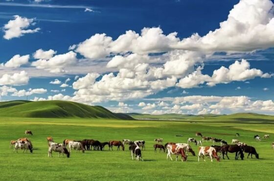 Gallop across the Inner Mongolia grasslands, and you’ll truly understand the meaning of the line—”The sky is vast, the wilderness boundless”; the wind carries nothing but the scent of freedom.